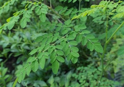 daun moringa